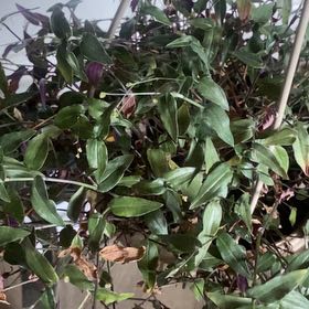 Photo of the plant species Dotted Bridalveil by @Lynsplants named Oscar on Greg, the plant care app