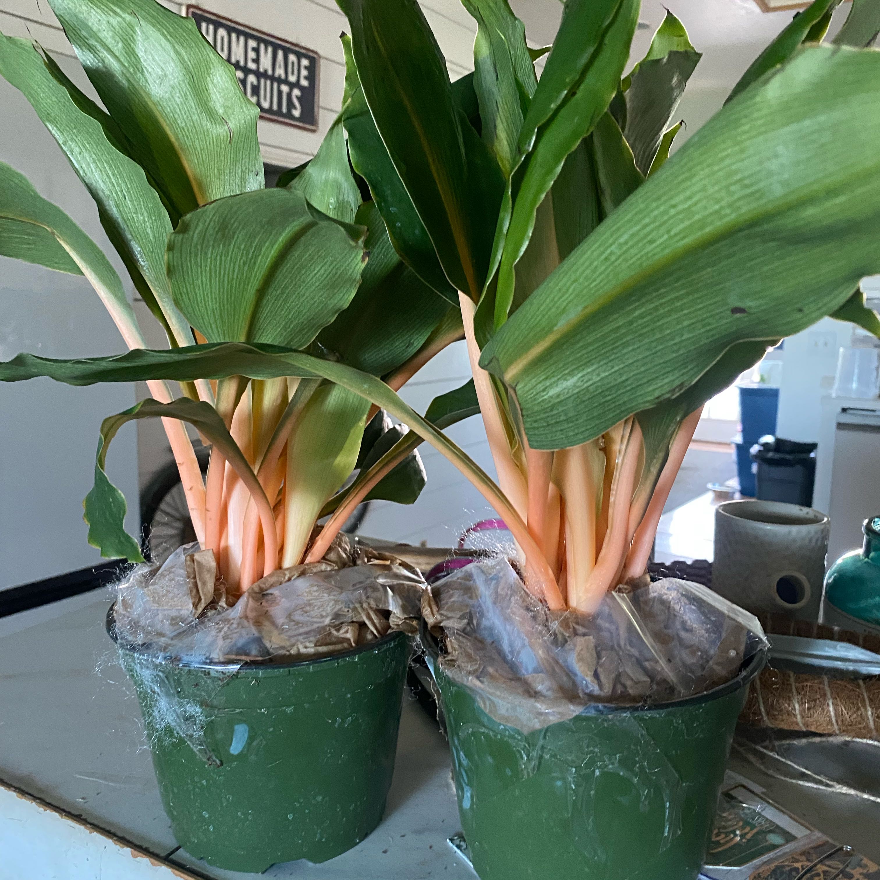 Photo of the plant species Mandarin Spider Plant by @Lynsplants named Achilles on Greg, the plant care app