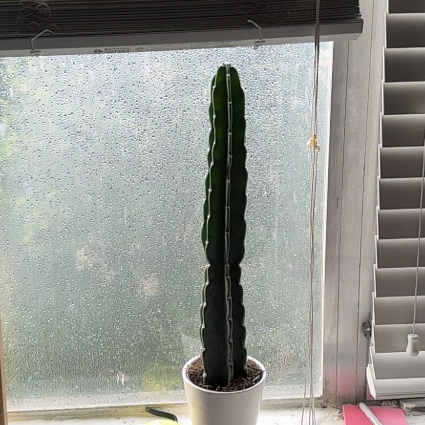 Photo of the plant species Blue Candle Cactus by @HotJavafern53 named Don Prickles on Greg, the plant care app