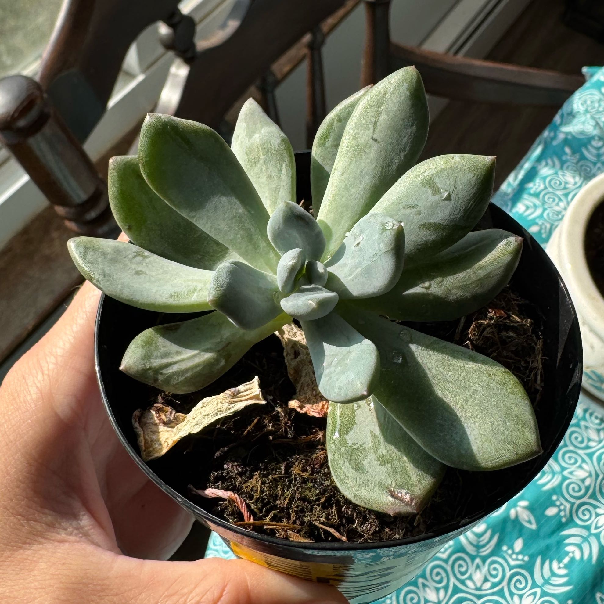 Photo of the plant species Pachyveria 'Blue Jasper' by @QuemefulCaraway named Homer on Greg, the plant care app