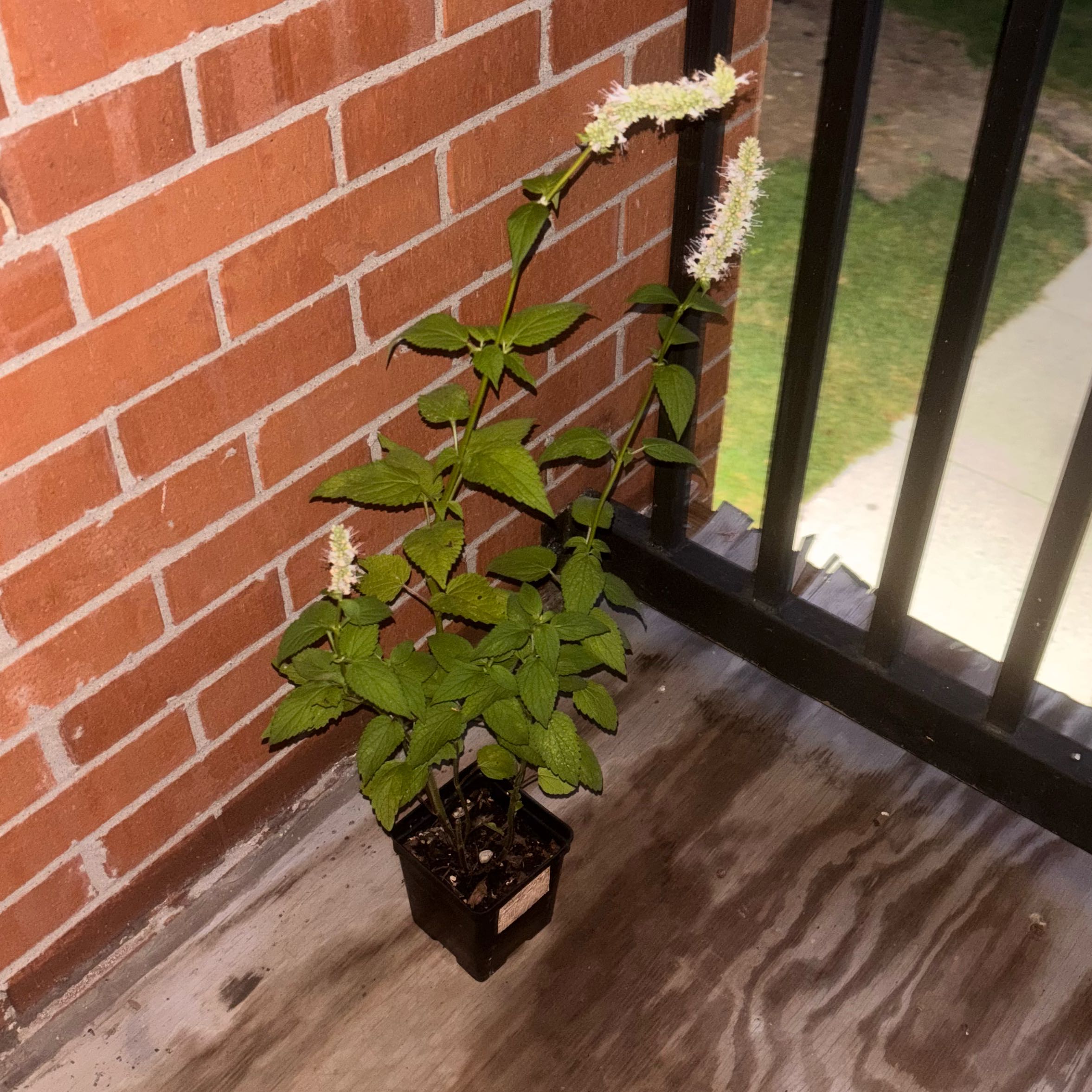 Photo of the plant species Purple Giant Hyssop by @SolidlyPurei20 named Persephone on Greg, the plant care app