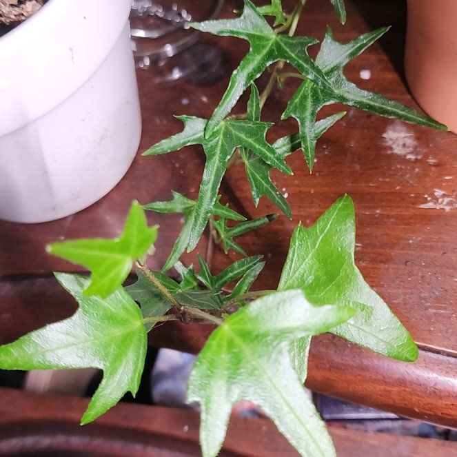 Photo of the plant species Starling Ivy by @GemLaceyoak85 named Queen on Greg, the plant care app