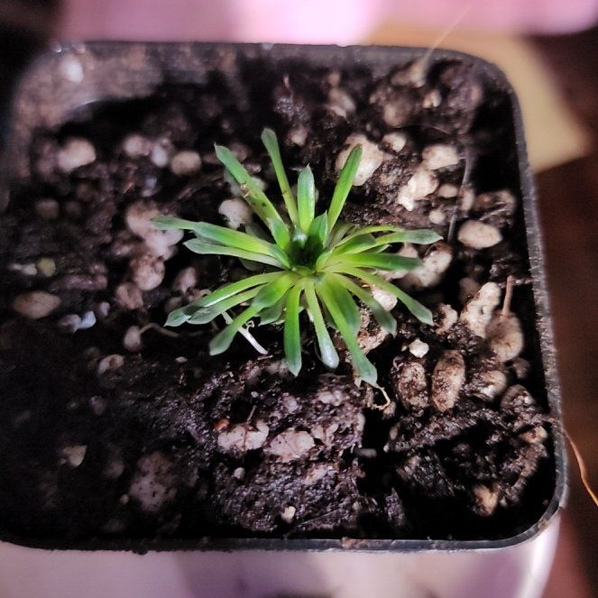 Photo of the plant species Trigger Plant by @GemLaceyoak85 named Ronaldo on Greg, the plant care app