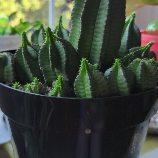 Photo of the plant species Tanzanian Zipper Plant by @DinkumMaylily44 named Bella on Greg, the plant care app