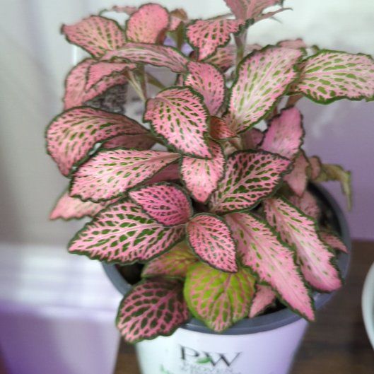 Photo of the plant species Dont Know by @DinkumMaylily44 named Tolkien on Greg, the plant care app