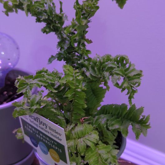 Photo of the plant species Boston Fern by @DinkumMaylily44 named Harper on Greg, the plant care app