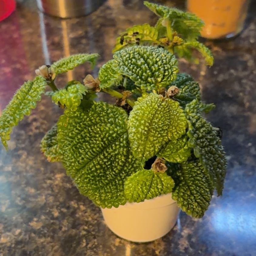 Photo of the plant species Pilea 'Moon Valley' by @FitSeagrapes63 named Beckham on Greg, the plant care app