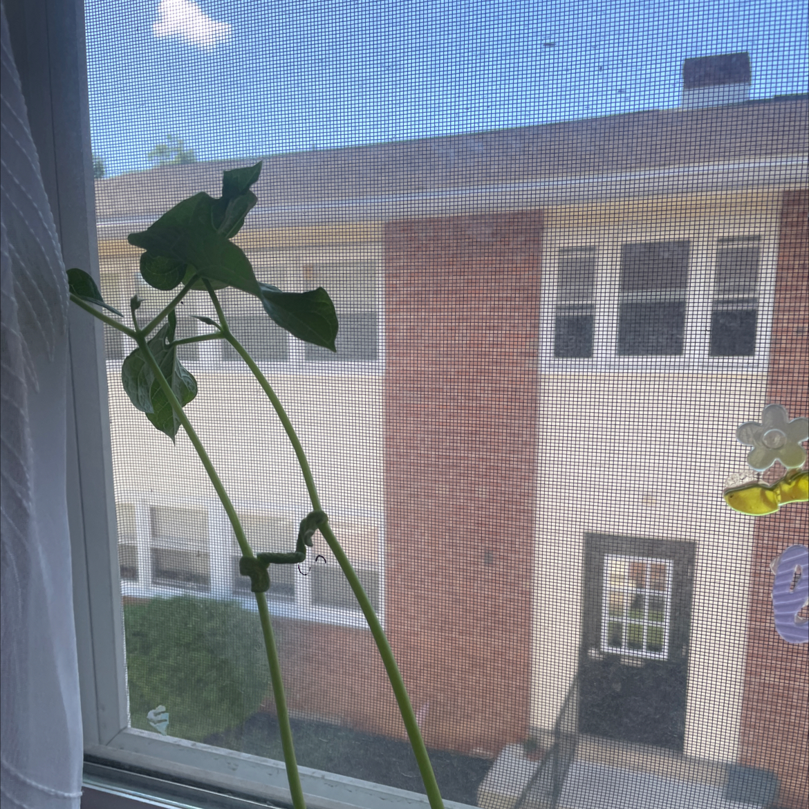 Photo of the plant species Kidney Bean by @UberRedbetel0 named class pet on Greg, the plant care app