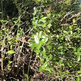 Photo of the plant species Inkberry by @SuperbLovage60 named Prince on Greg, the plant care app