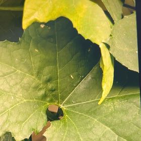 Photo of the plant species Bur Cucumber by @UnbrokenLlavea2 named Oscar on Greg, the plant care app