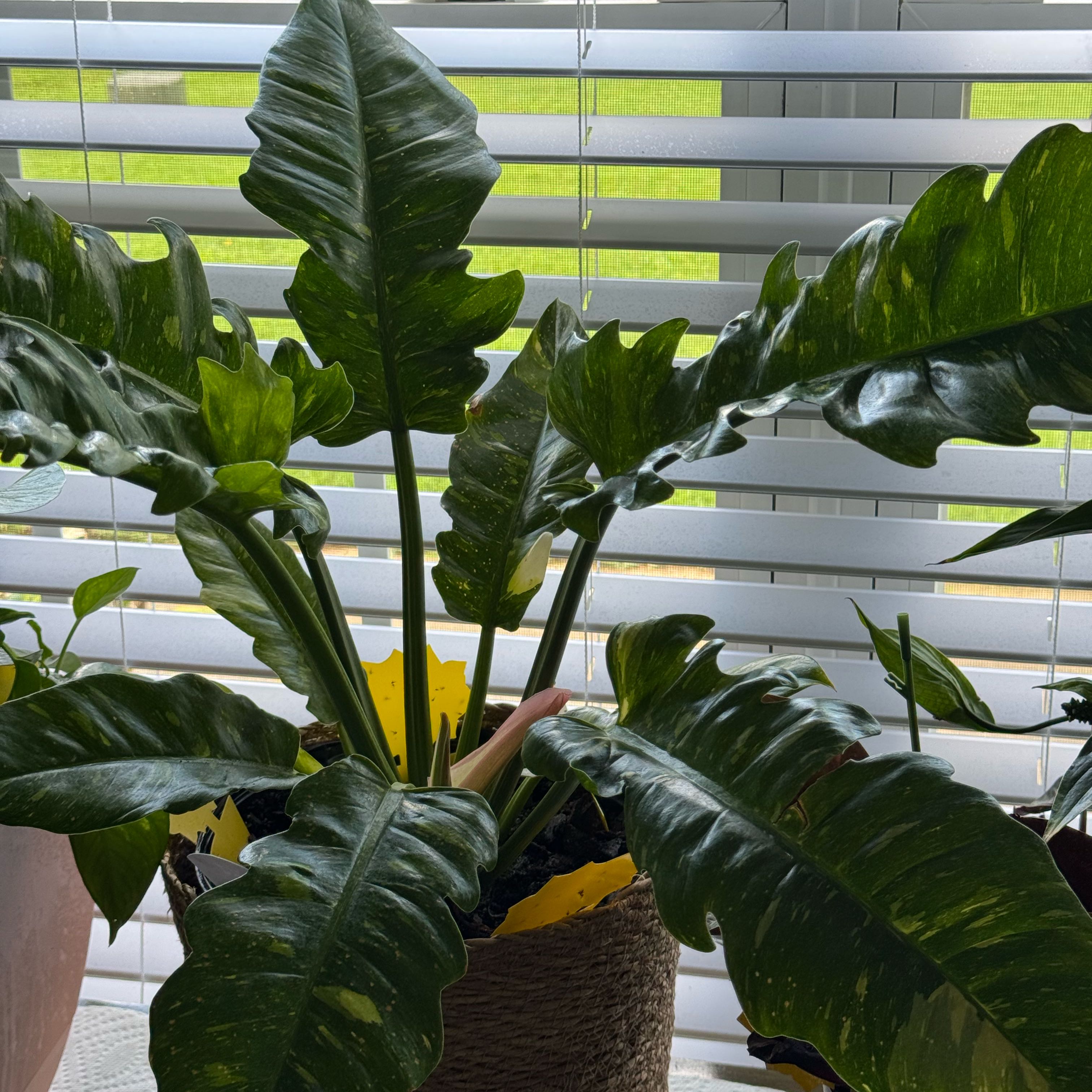 Photo of the plant species Philodendron by @Aflo named Leonardo on Greg, the plant care app