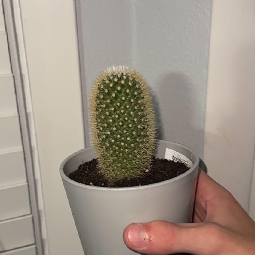 Photo of the plant species Spiny Pincushion Cactus by @KeyOnion41 named Shawn on Greg, the plant care app