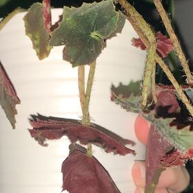 Photo of the plant species Black Velvet Begonia by @YernGalega81 named Apollo on Greg, the plant care app