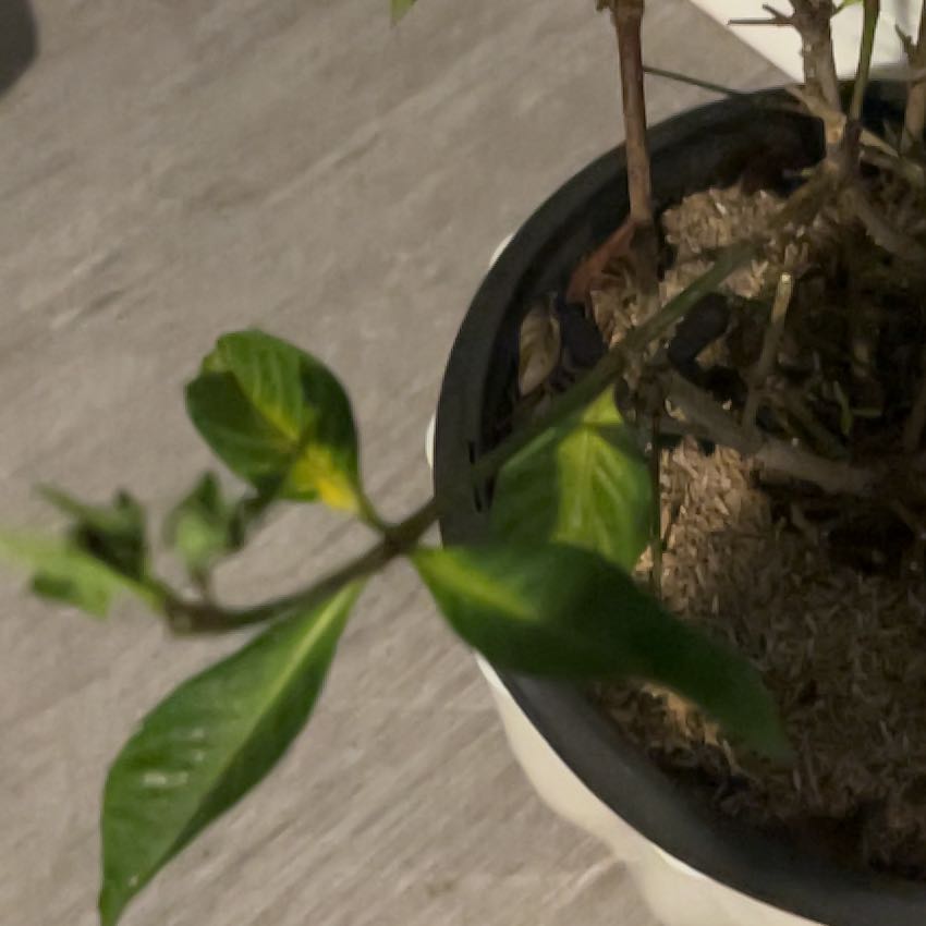 Photo of the plant species Gardenia augusta 'Florida' by @RadCashew46 named Apollo on Greg, the plant care app