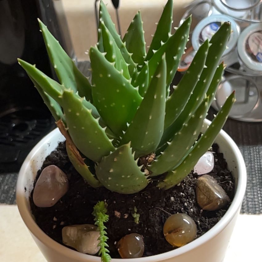 Photo of the plant species Gold Tooth Aloe by @LivelyDuwei54 named Dolores on Greg, the plant care app