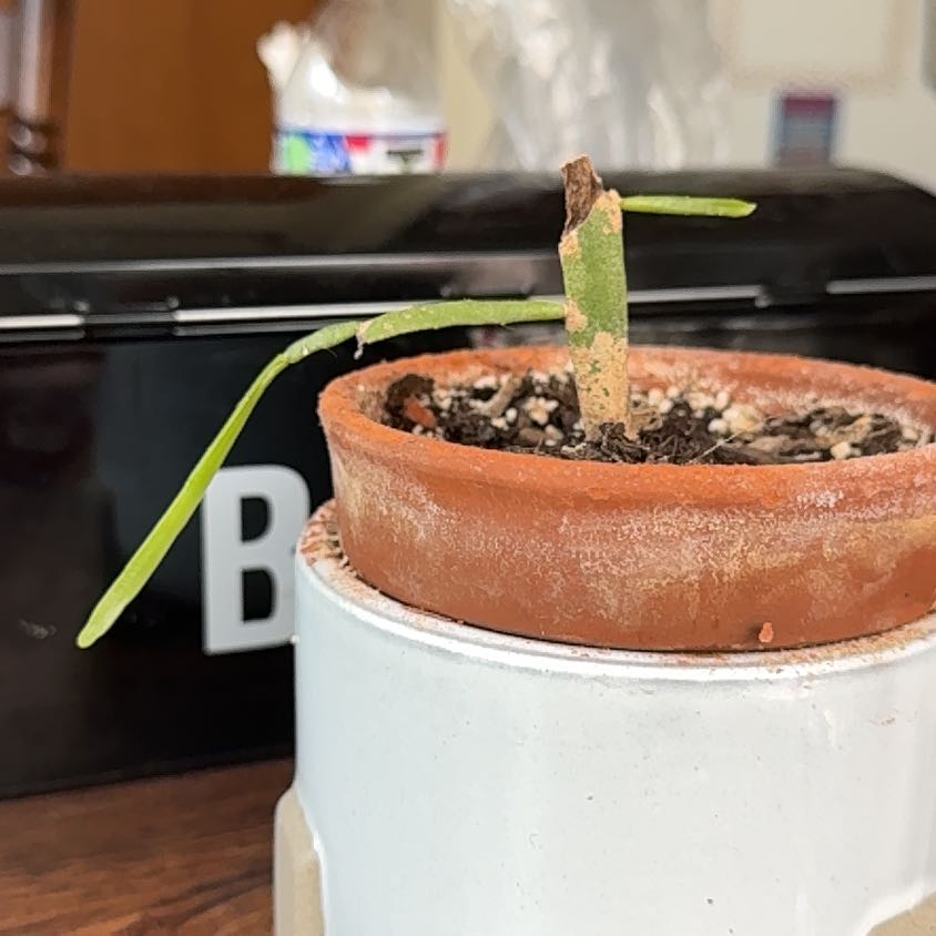 Photo of the plant species Euphorbia xylophylloides by @StandupMiro9 named Gomez on Greg, the plant care app