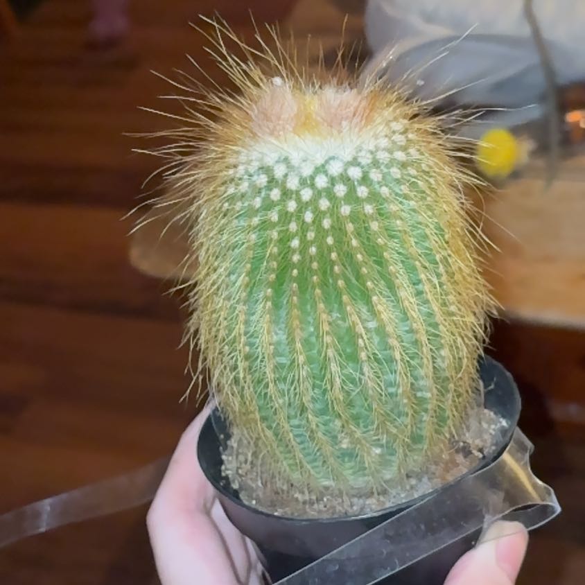 Photo of the plant species Lemon Ball Cactus by @RulerKale56 named Prick on Greg, the plant care app