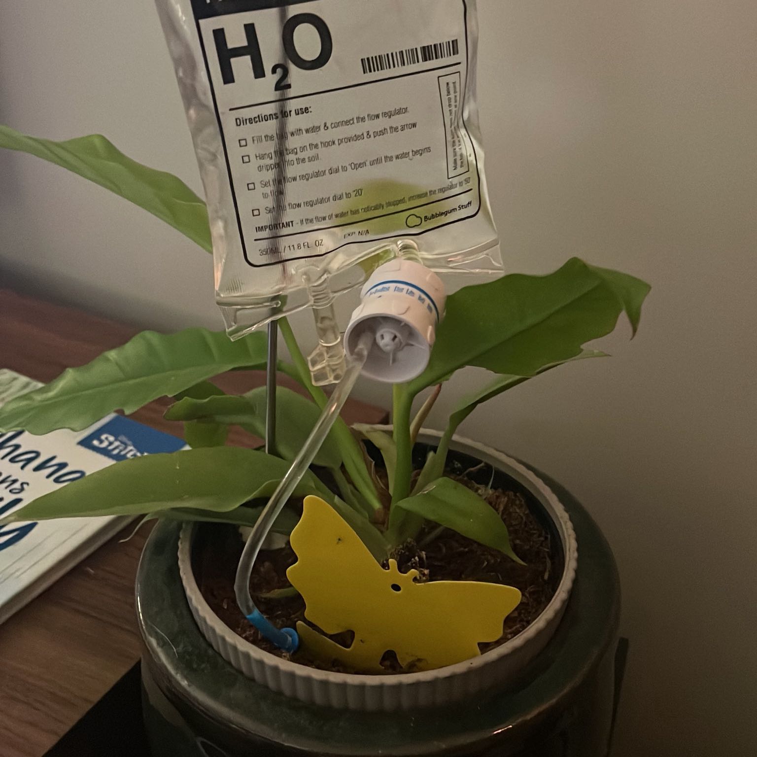 Photo of the plant species Philodendron crocodile by @SirFoxgrape47 named Phyllis on Greg, the plant care app
