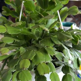 Photo of the plant species Zygocatus by @SirFoxgrape47 named Chris on Greg, the plant care app