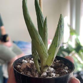 Photo of the plant species Snowstorm Aloe by @KirtyKat named Boreas on Greg, the plant care app
