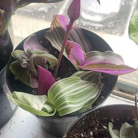 Photo of the plant species Baby Bunny Belly by @KirtyKat named Harry on Greg, the plant care app