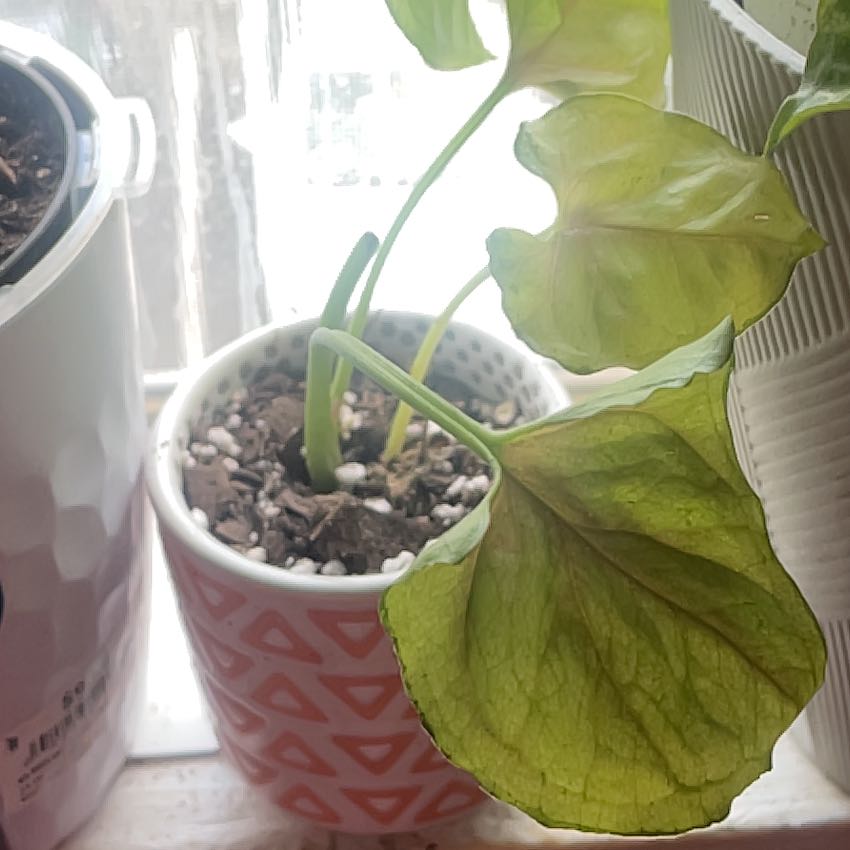 Photo of the plant species Mango Allusion Arrowhead Plant by @KirtyKat named Harper on Greg, the plant care app