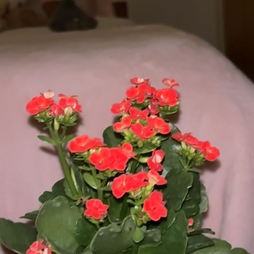 Photo of the plant species Kalanchoe blossfeldiana 'Red' by @BenignantIvy71 named Einstein on Greg, the plant care app
