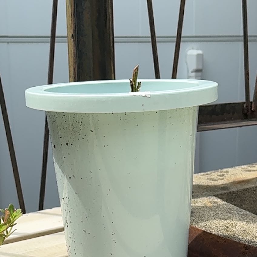 Photo of the plant species Capsicum 'Chilly Chili' by @GucciPoppa named David Martinez on Greg, the plant care app