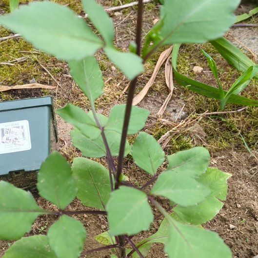 Photo of the plant species Devil's Beggartick by @HonestRedsage73 named Captain Plant-it on Greg, the plant care app
