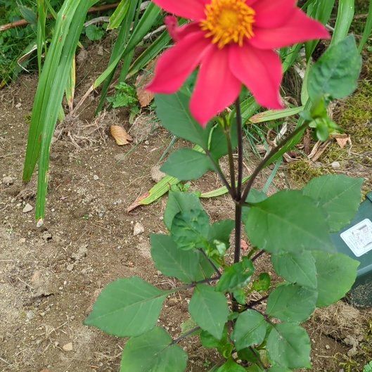 Photo of the plant species Red Dahlia by @HonestRedsage73 named Queen on Greg, the plant care app