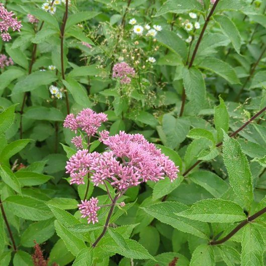 Photo of the plant species Rose Meadowsweet by @HonestRedsage73 named Diana on Greg, the plant care app