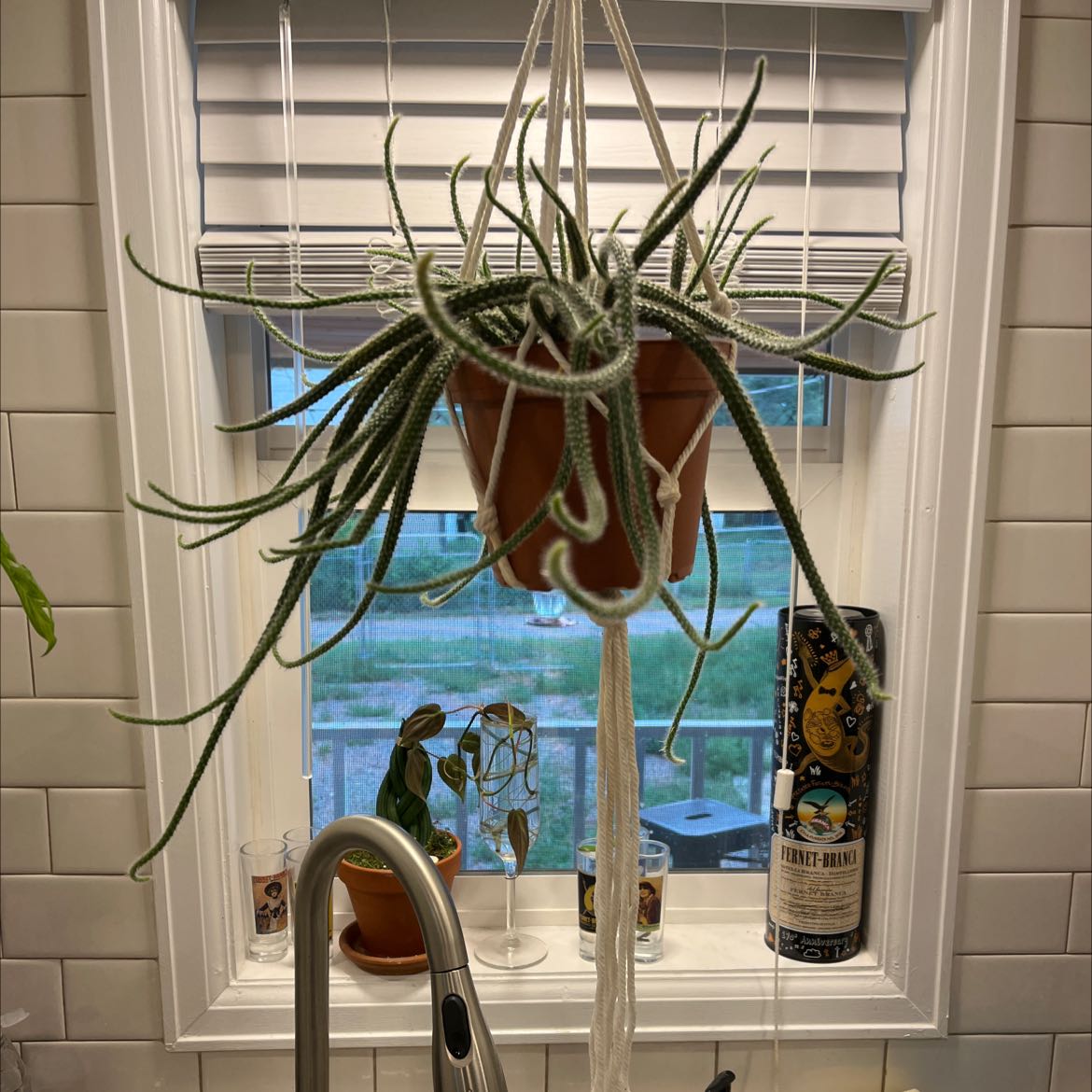 Rat Tail Cactus in a hanging pot, well-framed and healthy.
