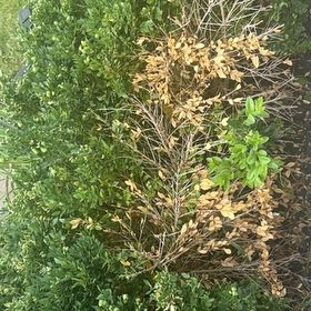 Photo of the plant species Green Velvet Boxwood by @SnappyPhlox62 named Miley on Greg, the plant care app