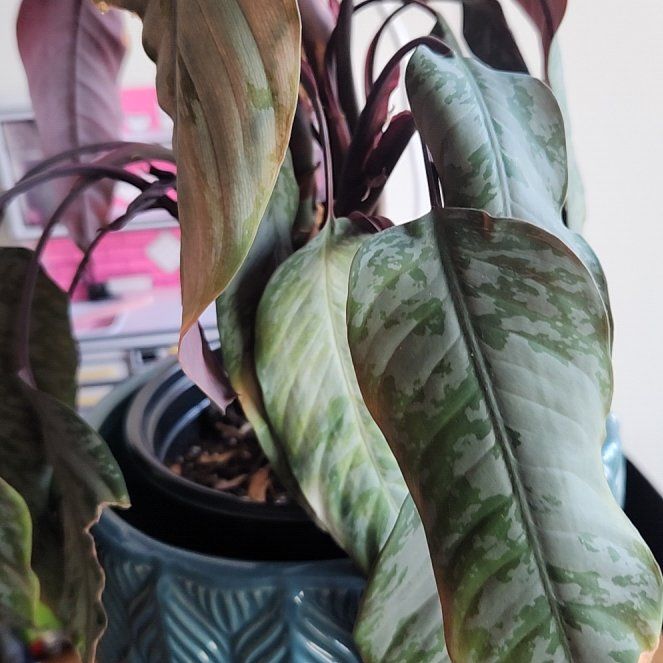Photo of the plant species Purple Sword by @LegitEmoryoak81 named Osmo on Greg, the plant care app