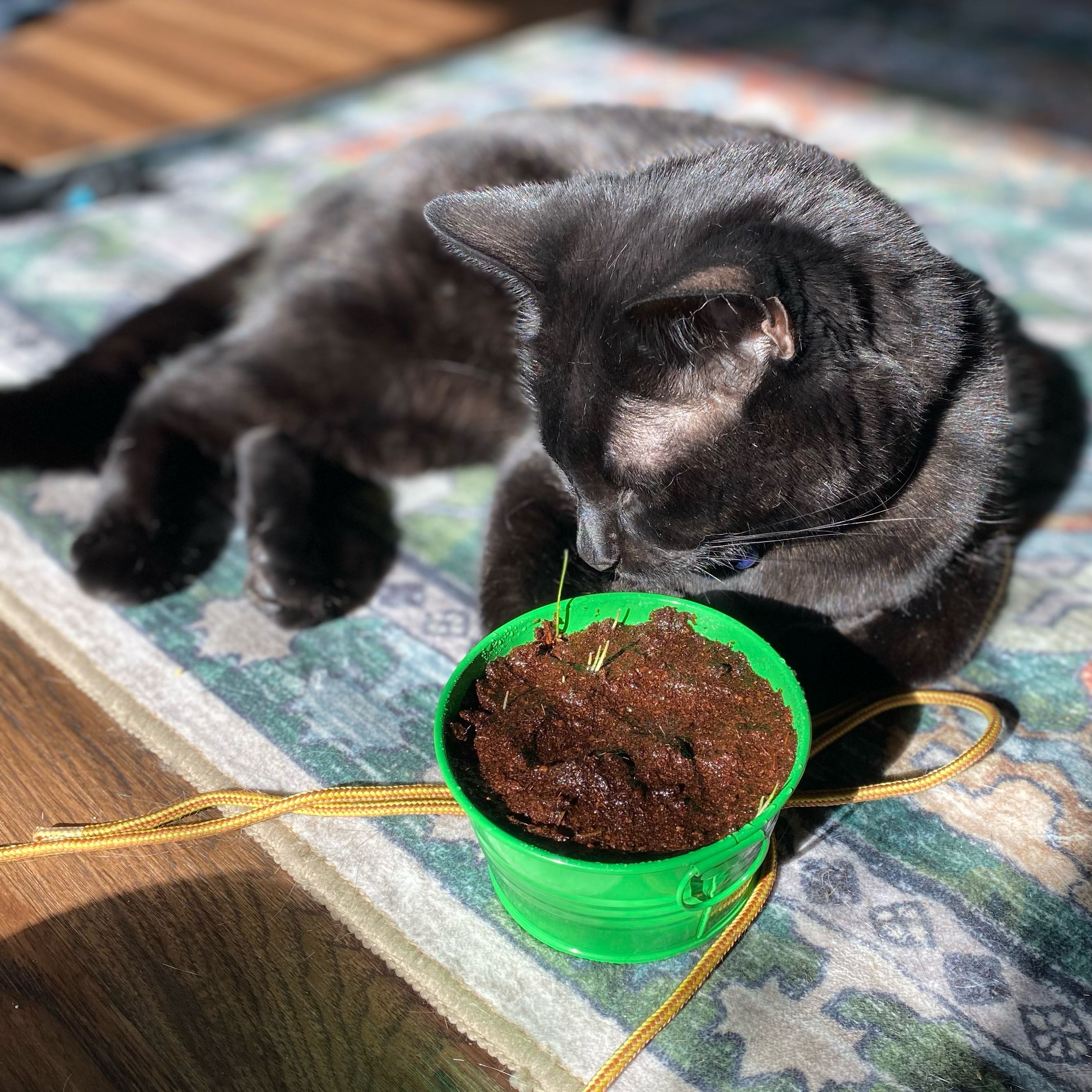 Photo of the plant species Annual Ryegrass by @Catbaby named Salem’s Lawn on Greg, the plant care app