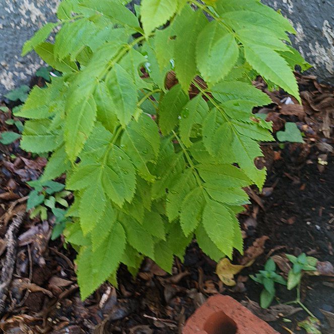 Photo of the plant species European Ash by @AvidNoblefir35 named da Vinci on Greg, the plant care app