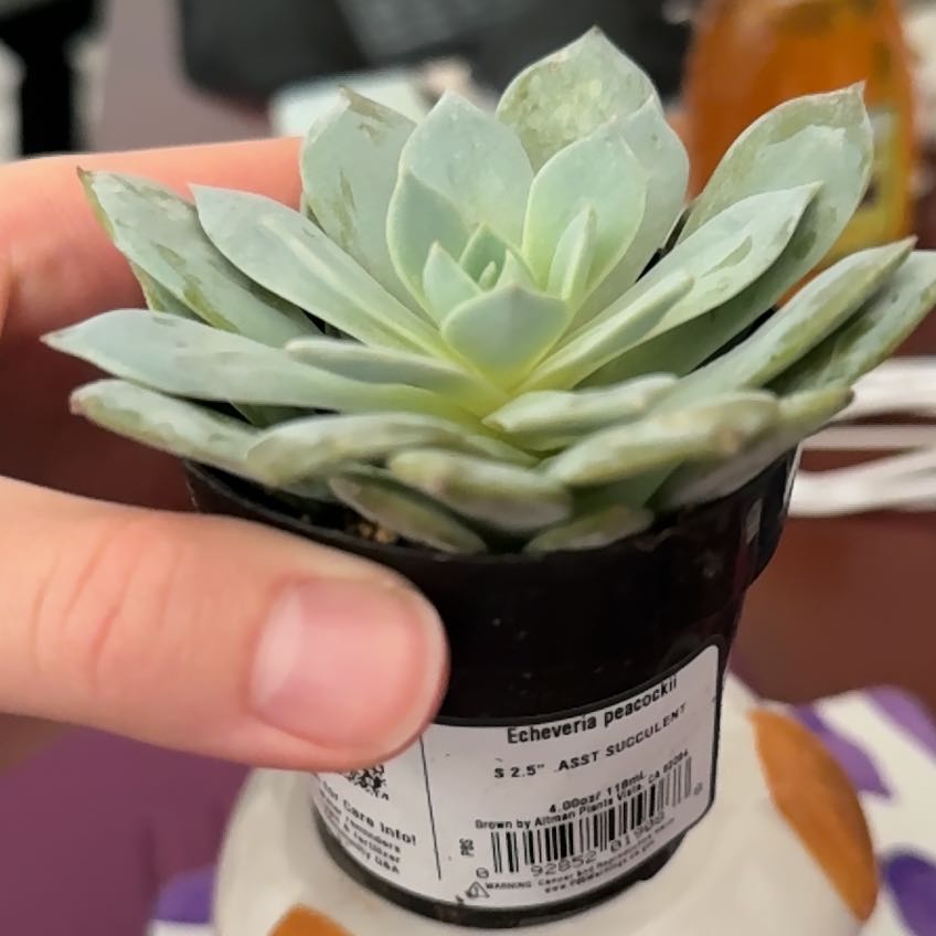 Photo of the plant species Peacock Echeveria by @SereneFenorchid named Dolores on Greg, the plant care app