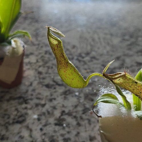 Photo of the plant species Nepenthes Mirabilis by @StockyAlmond38 named Shakira on Greg, the plant care app