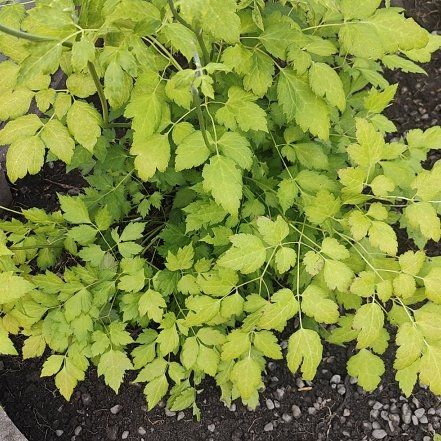 Photo of the plant species Black Baneberry by @CleverFuscia79 named Eva on Greg, the plant care app