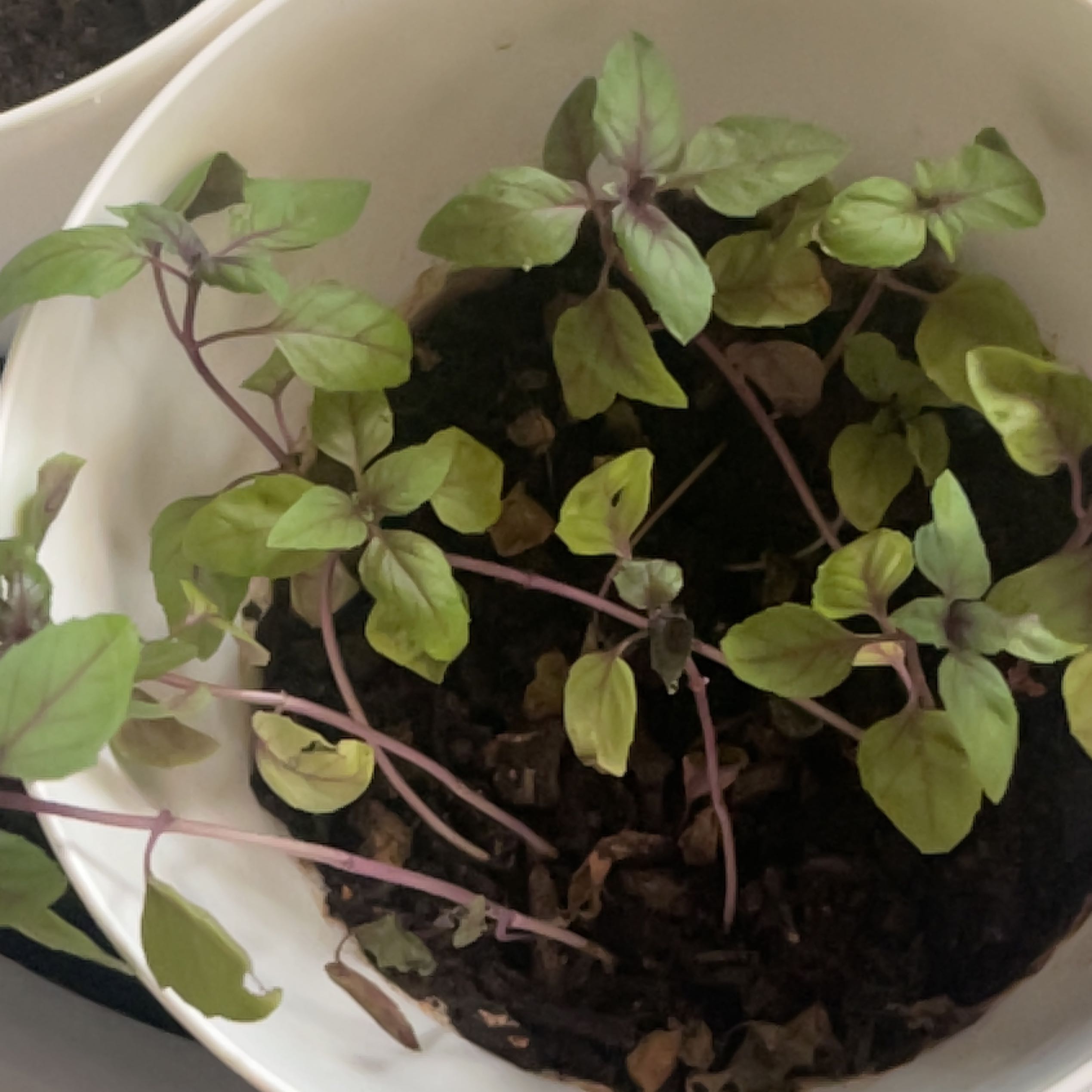 Photo of the plant species Dark Opal Basil by @AceEmerald48 named Huckleberry Fern on Greg, the plant care app