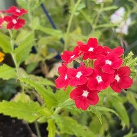 Photo of the plant species Drummond's Phlox by @GoldSandleek95 named Luna on Greg, the plant care app