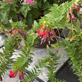 Photo of the plant species Cuphea by @GoldSandleek95 named Kendall on Greg, the plant care app