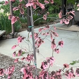 Photo of the plant species Chinese Fringe Flower by @GoldSandleek95 named Einstein on Greg, the plant care app