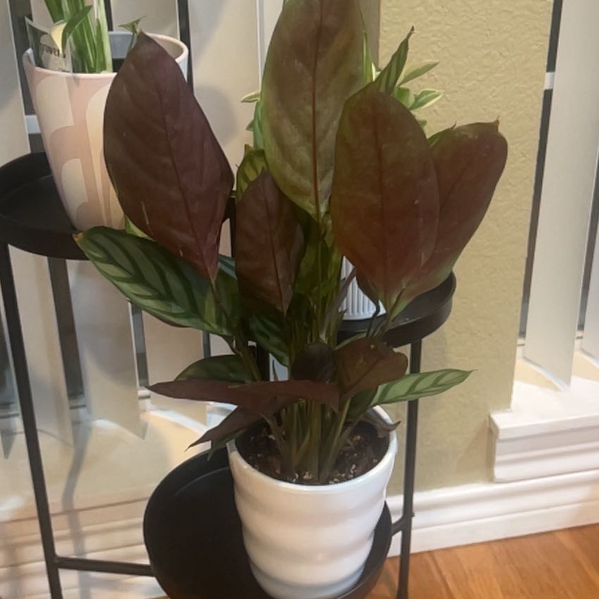Photo of the plant species Calathea anulque by @TrueSalad15 named Prayer Plant on Greg, the plant care app