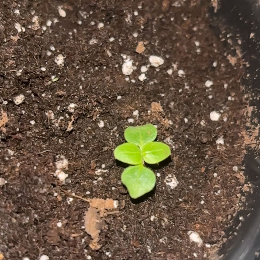 Photo of the plant species Small Snapdragon by @TheGiantRyan named Not So Big Bertha on Greg, the plant care app