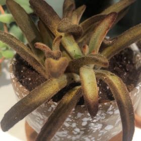 Photo of the plant species Cinnamon Panda Plant by @YesMudpuppy32 named Bigleef Smalls on Greg, the plant care app