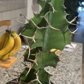 Photo of the plant species Cow's Horn Euphorbia by @YesMudpuppy32 named Leaf Erickson on Greg, the plant care app