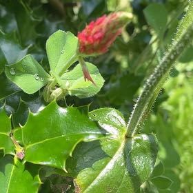 Photo of the plant species Carnation Clover by Jessica named Bodhi on Greg, the plant care app