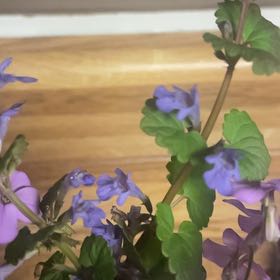 Photo of the plant species Creeping Charlie by Jessica named Austen on Greg, the plant care app