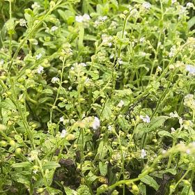 Photo of the plant species Broadleaf Forget-Me-Not by Jessica named Forrest on Greg, the plant care app